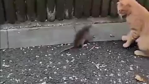 Denger rat
