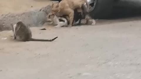 A three-legged feline violently fucks his cat