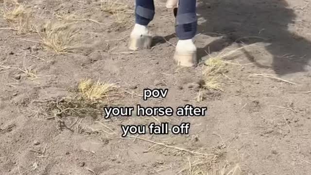 pov your horse after you fall off