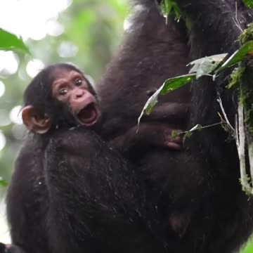 A young chimps yawns while mom feeds