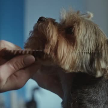 Cutting the dog hair