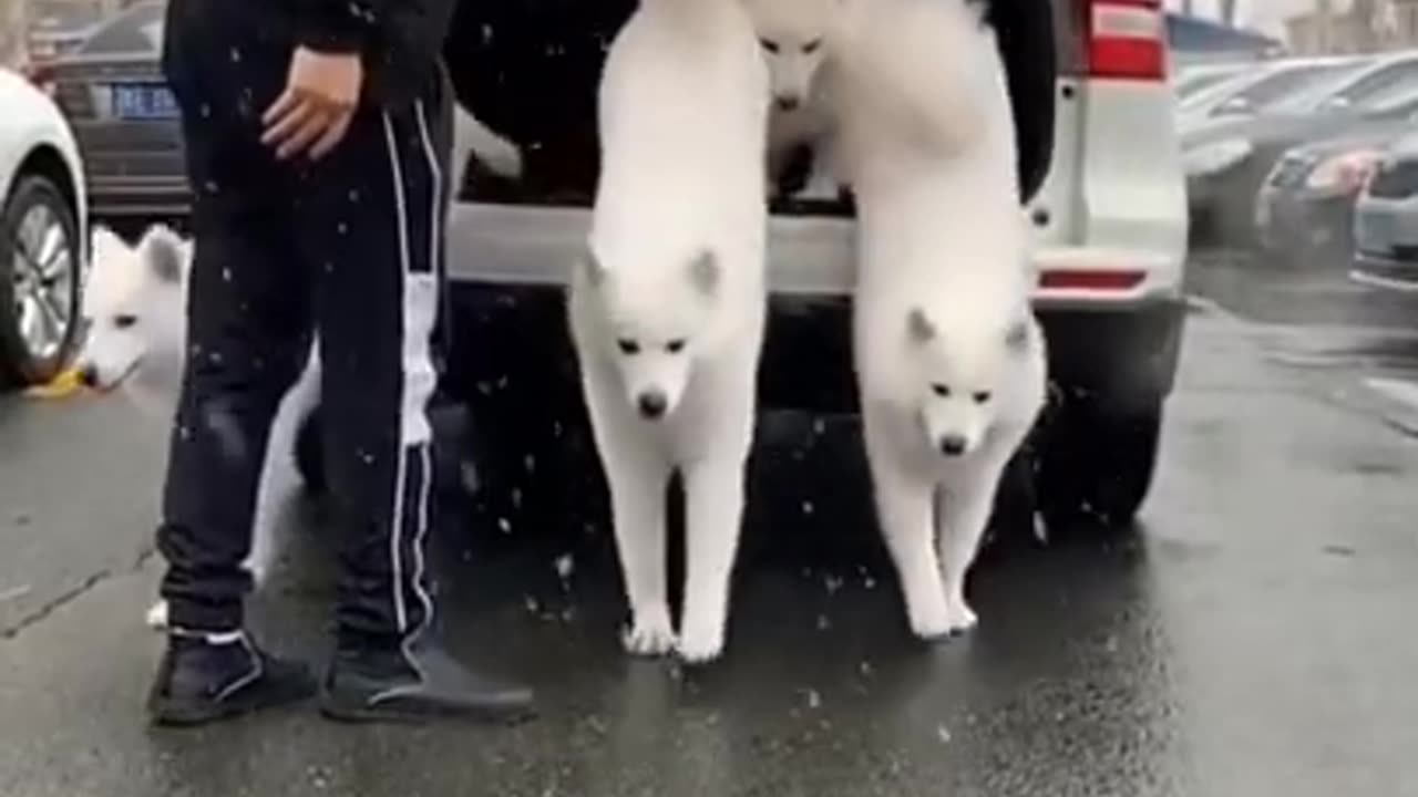 Gorgeous white dogs...