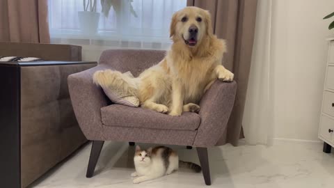 Funny Kitten Annoys Golden Retriever(1)