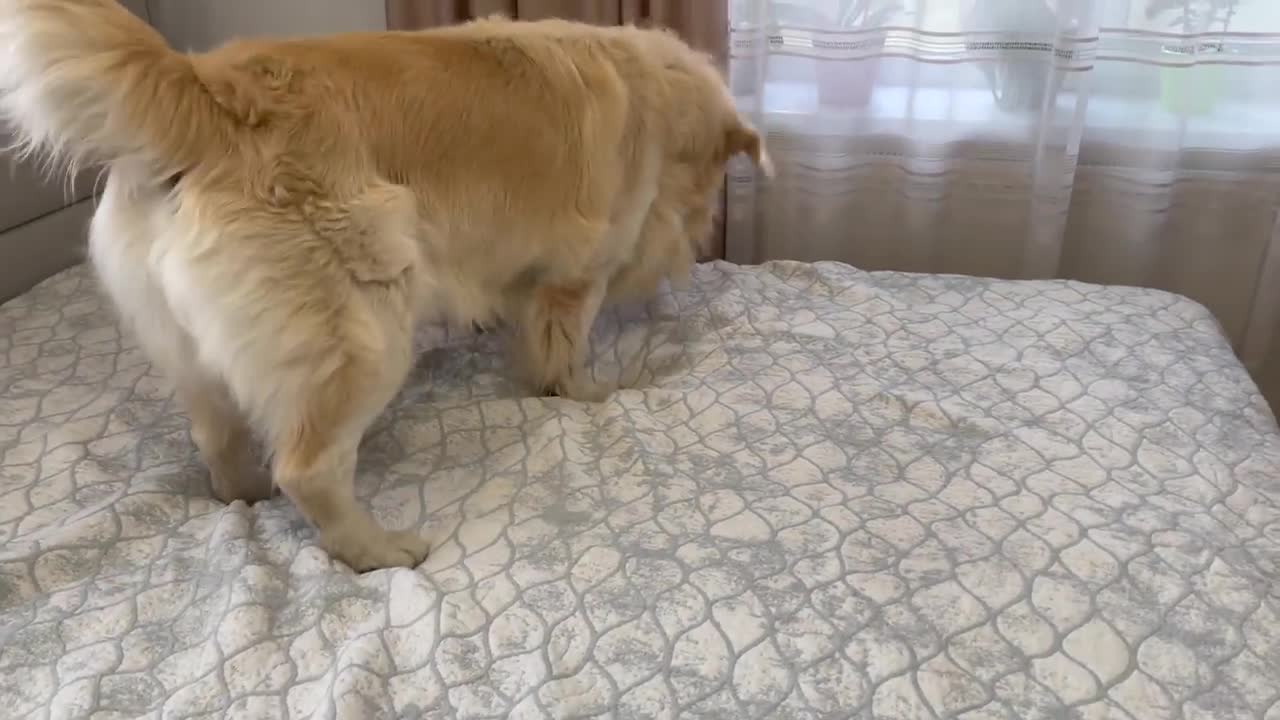 Golden Retriever Confused by playing with a Puppy