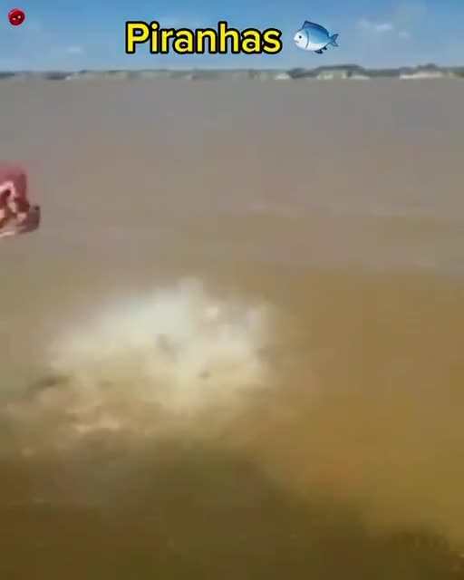 Piranhas