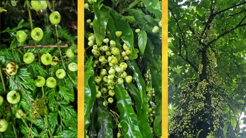 Discovering the Tibig Tree and Its Unique Fruit. Wild Figs!!!