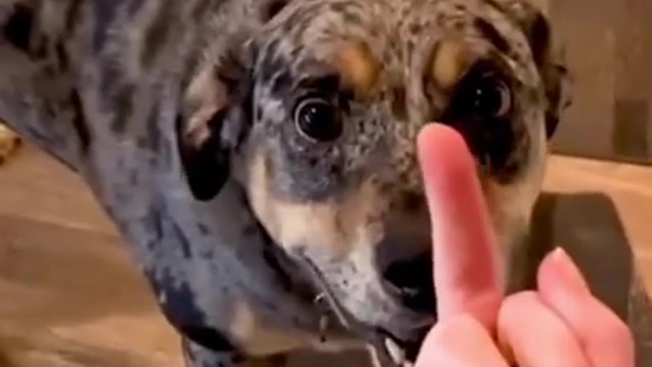 Dogs reaction 🤣🤣🤣