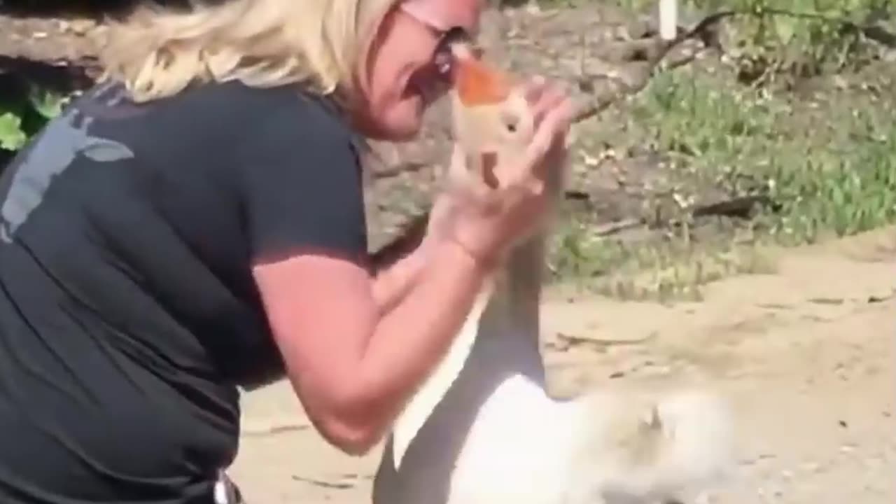 Animals love