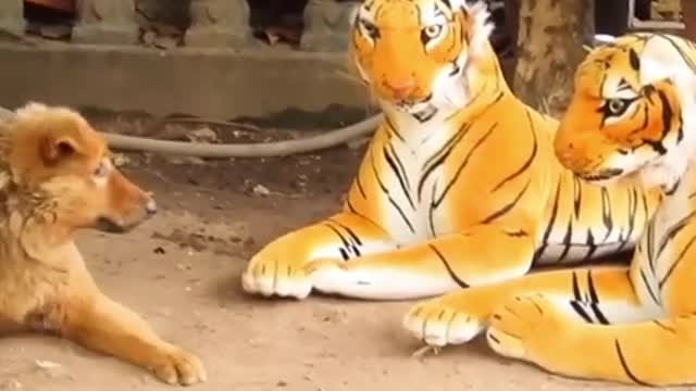 FAKE TIGER PRANK!!!