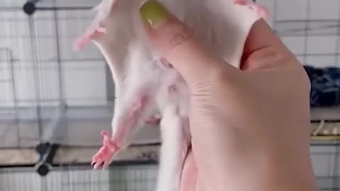 Sugar Glider cute