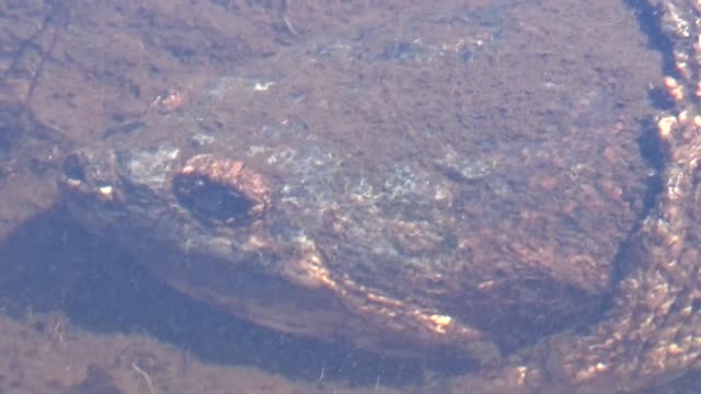 Huge Turtle