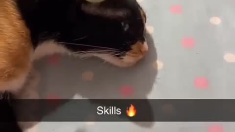 Strong cat skills