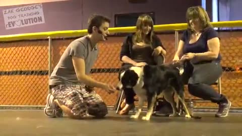 Dog training 101 How to train Any Dog Basics