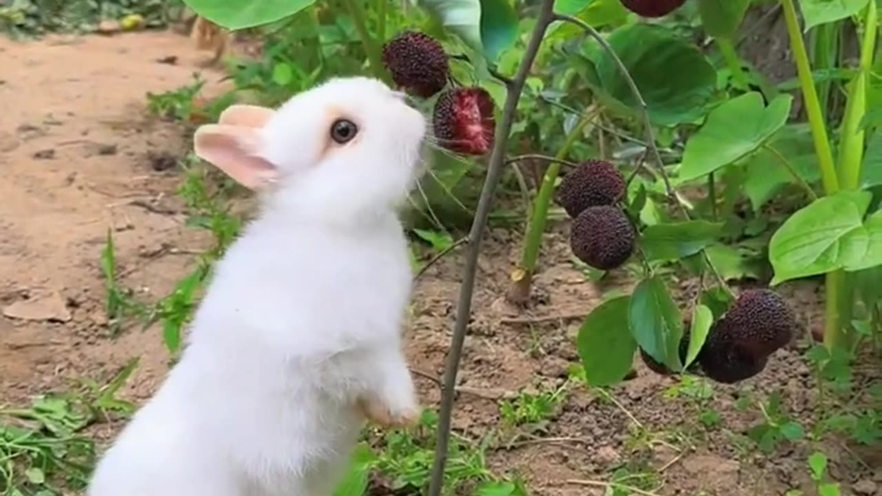 Viral Video ।। Rabit ।। Rabit Lover ।। Short video।। MunmunTv