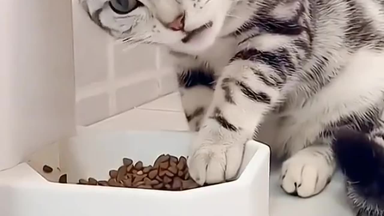 Funny animals short video 35