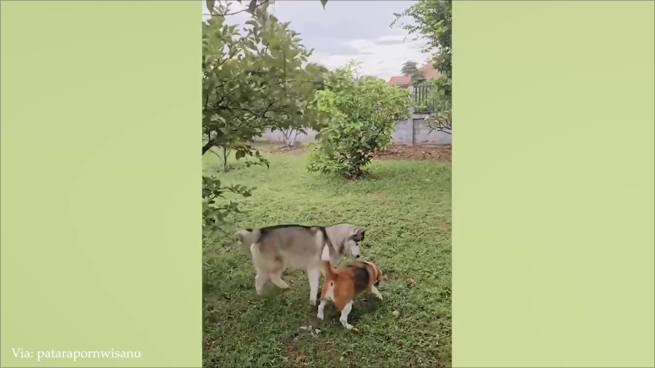 Funny animals