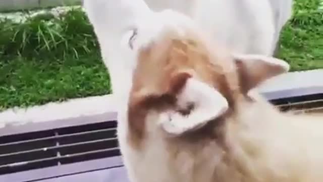 funny & cute animals