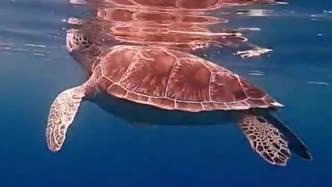 Clear Blue Ocean and a Bright Beautiful Turtle #shorts #viral #shortsvideo #video