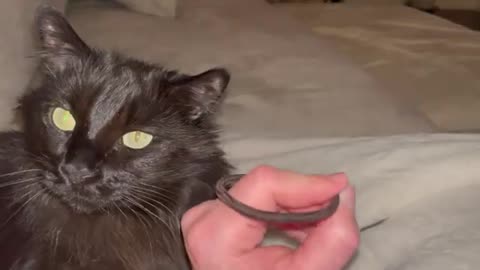 Cat loves hair tie