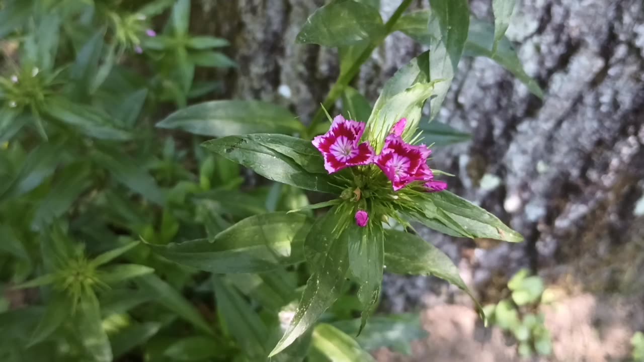 Sweet William