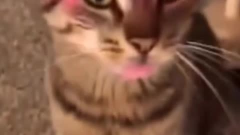 Model cat , funny video