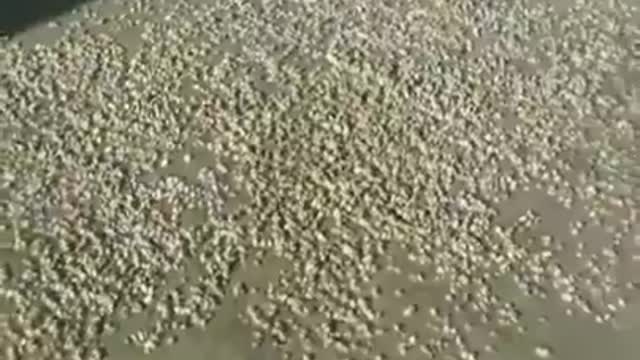 Mole Crabs Emerging All At Once