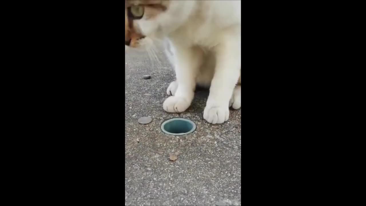 The Ultimate Cat Blooper Reel: Endless Laughter Guaranteed