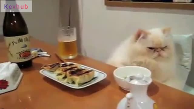 Spoiled cat enjoys full dinner spread, Here is funny