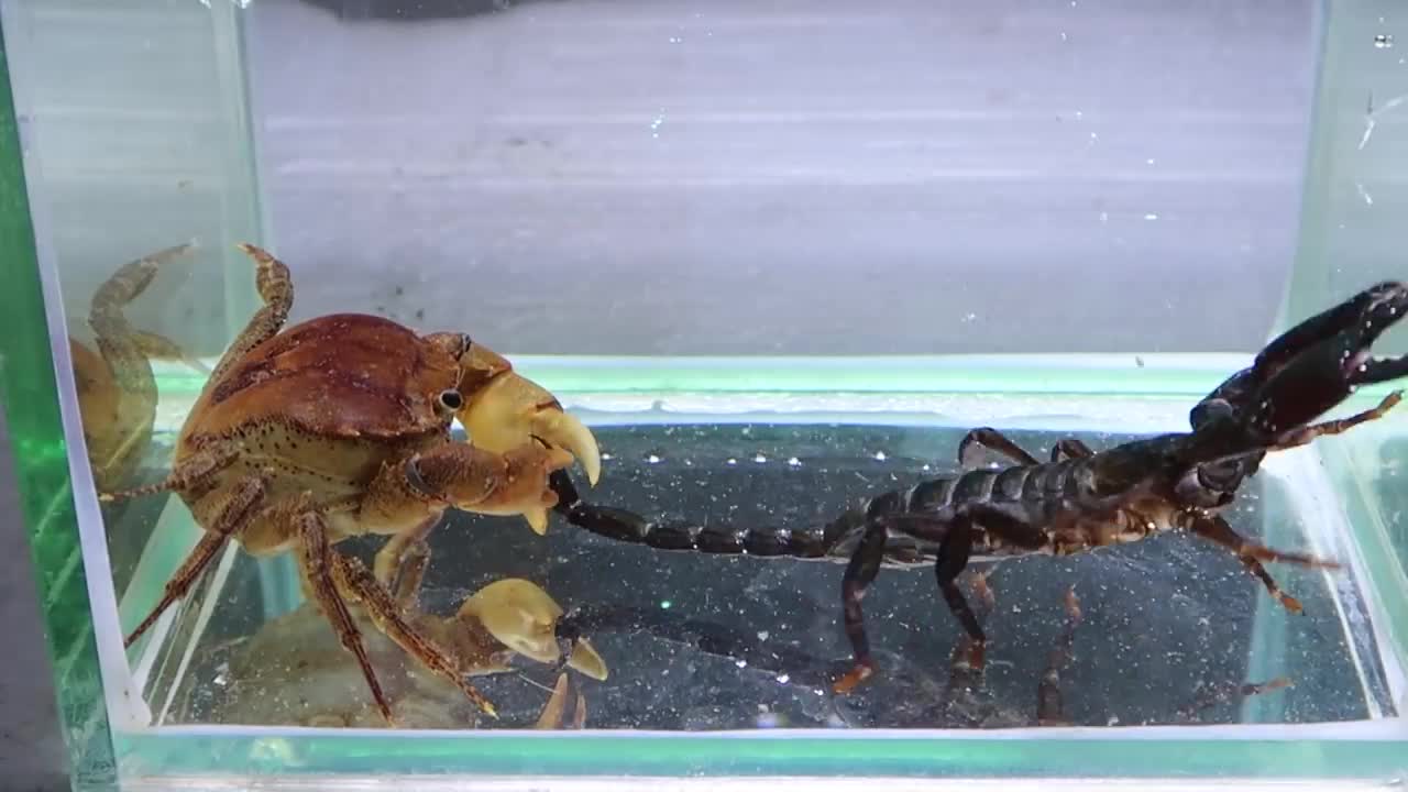 Crab vs Scorpion Underwater - Caranguejo vs Escorpião-12