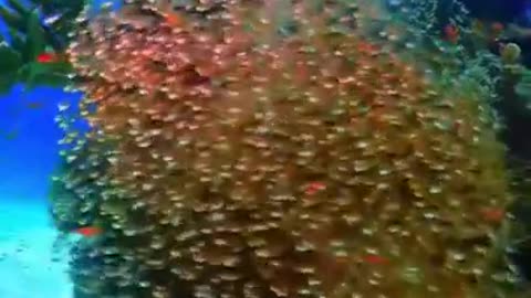 Wow, Soothing Sight #shorts #viral #shortsvideo #video