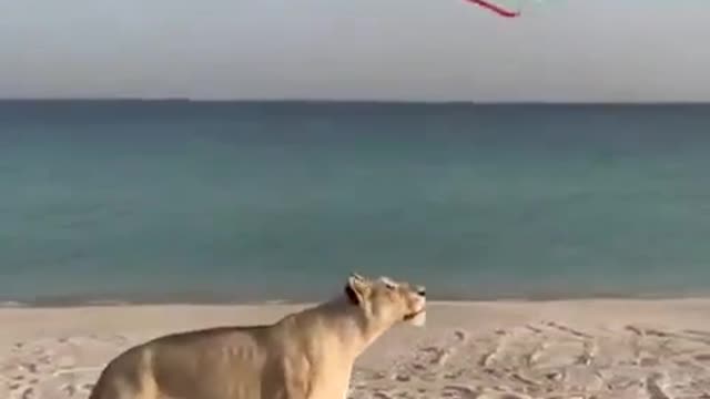 I believe I Can Fly