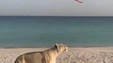 I believe I Can Fly