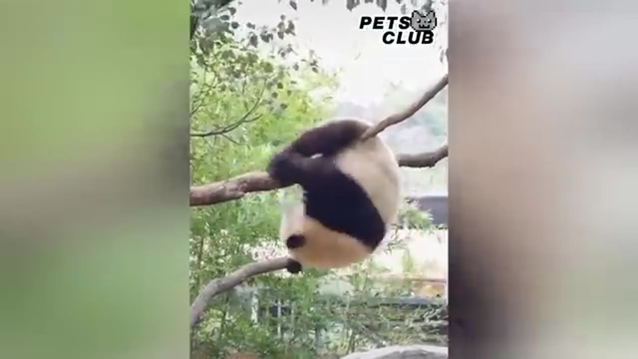 Panda_Teamwork_-_Aww_Cute_Panda_-_Funniest_Animals