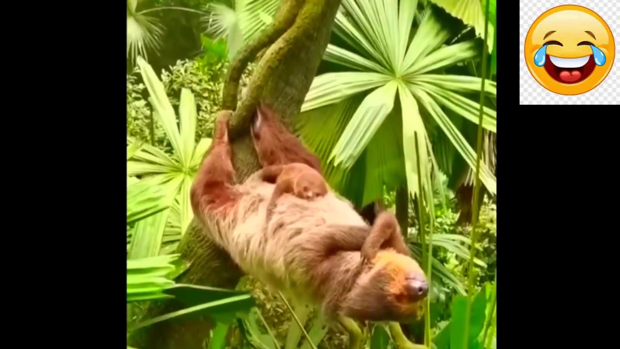 New Funny Animals Video 2023 | Funniest Cats and Dogs Videos | New Funny Video Of Cat And Dogs #371