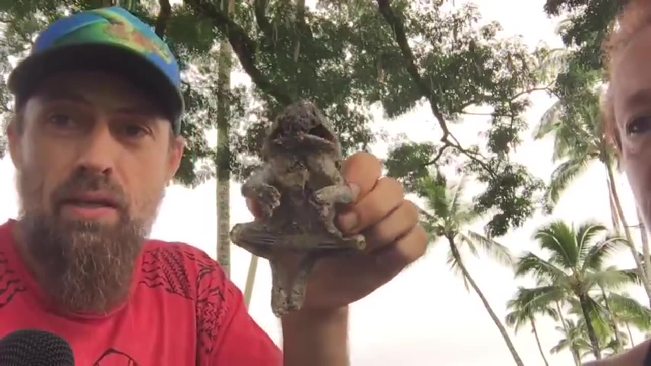 CARBONIZED TOAD FOUND IN THE ASHES AT LAHAINA GROUND ZERO! WHAT REALLY HAPPENED?