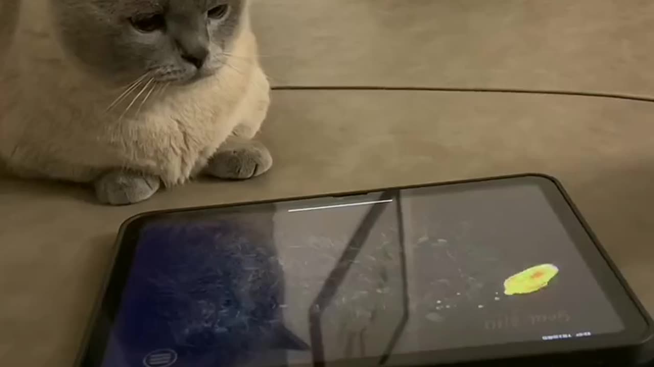 Funny cat playing game