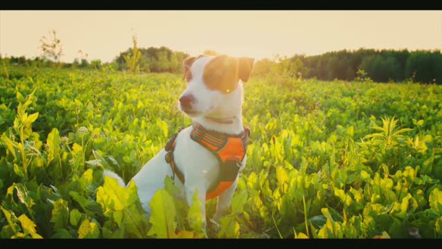 Cute baby animals Videos Compilation cutest moment of the animals - Cutest Puppies