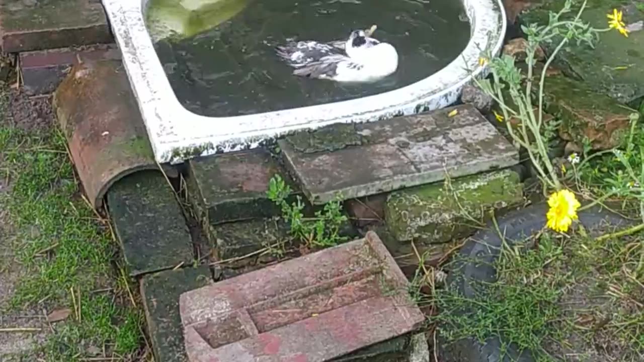 Luna is guarding a little duckling