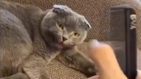 Funny cat and dog.Cleaver cat moment.