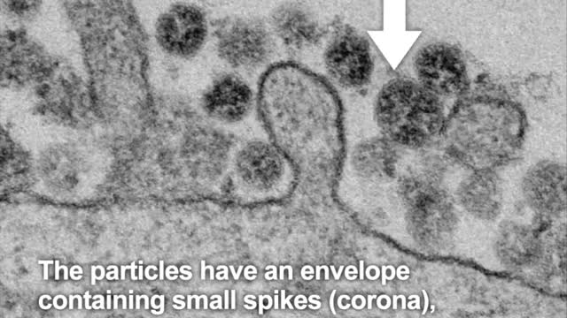 Coronavirus Bioweapon