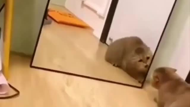 Funny Cat Moments to Keep You Smiling! │ Funny Cats Videos Compilation 🐱