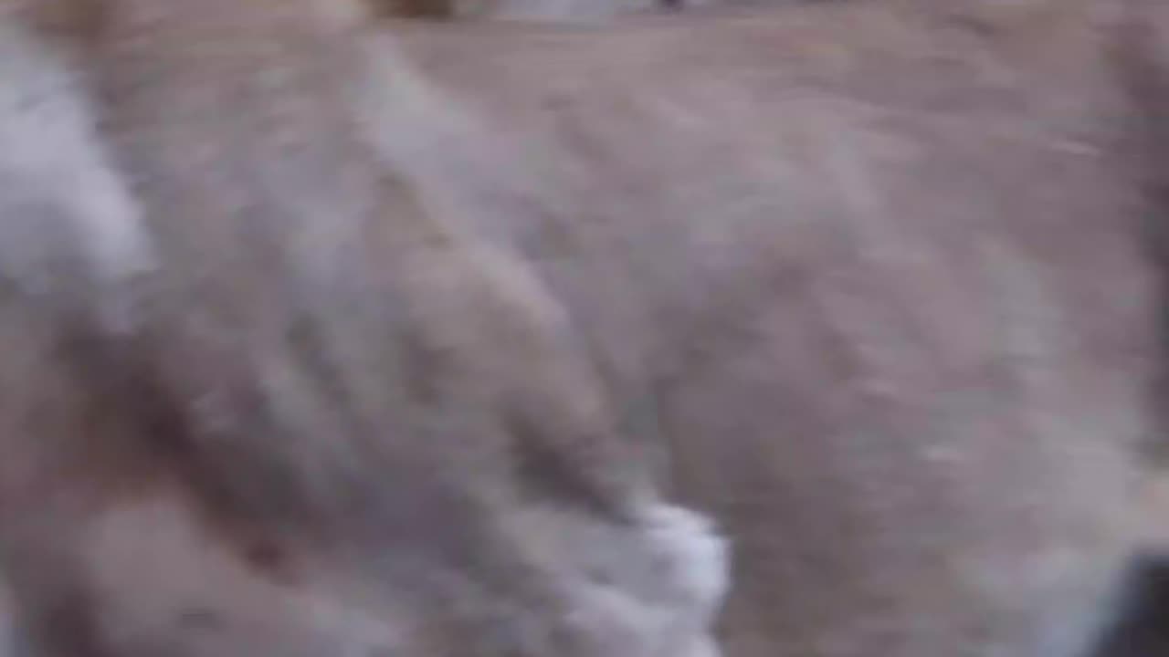 Lion in the zoo
