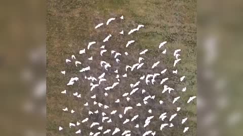 White Wings Birds you won’t believe how beautiful untill you watch