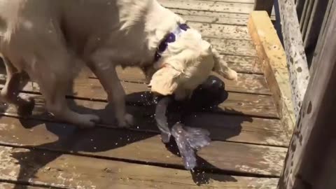 Pet commentary These dogs will sleep in water