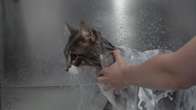 Giant Maine Coon cat ATTACKS groomer- Our Pets 🐶