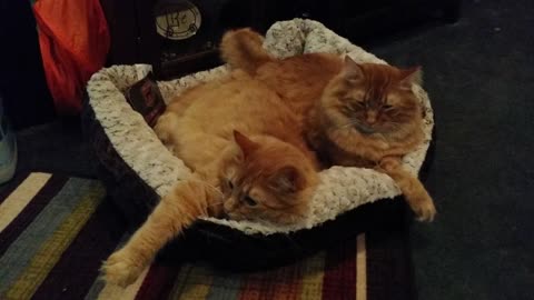 Kitty brothers share cat bed