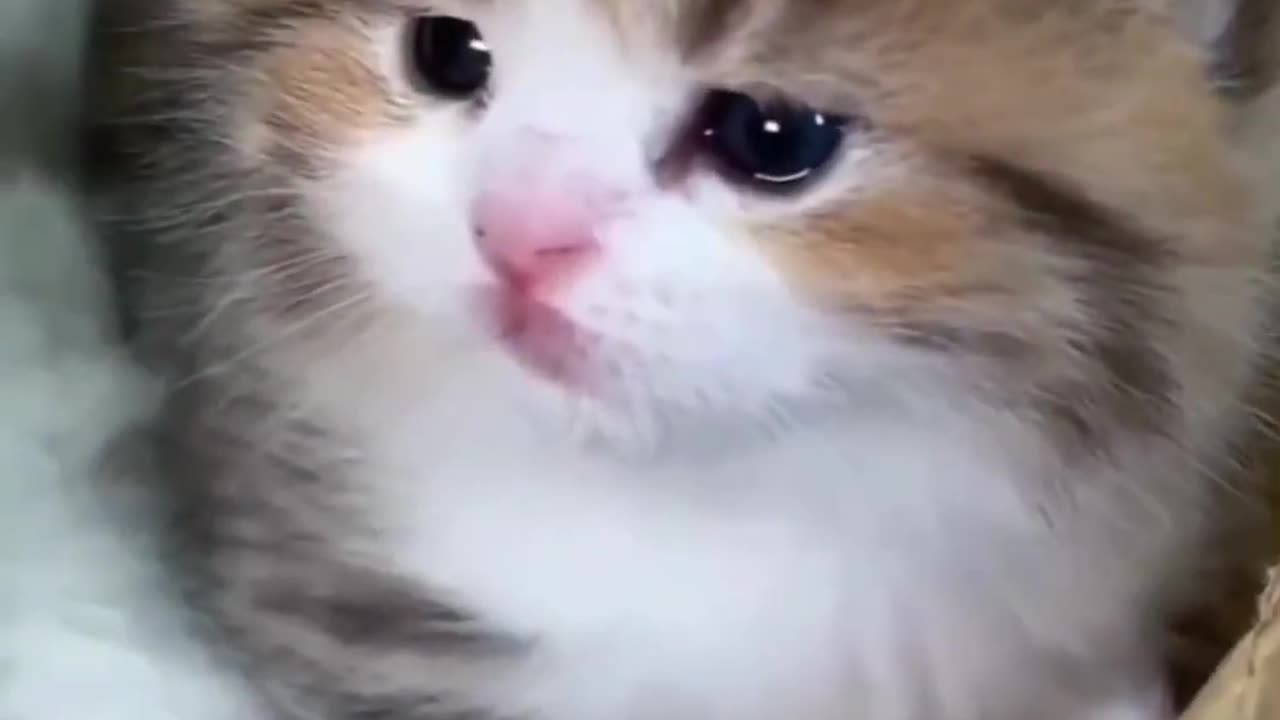 Cute Cat