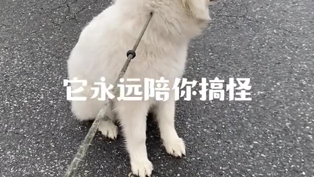 Another day of confession Samoyed jam