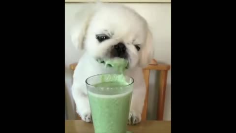 The best funny animal videos