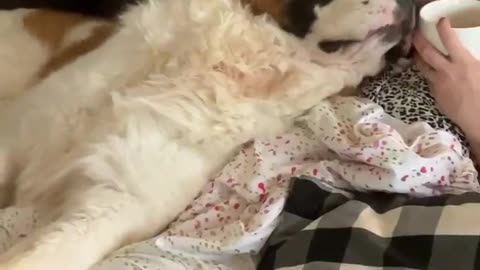 Can I Just Have A Little Sunday Morning Respect ? Funny Dog Videos 2023